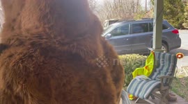 Black Bear Scared Off By Man In Bear Suit
