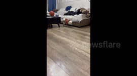 China: Shoes-Wearing Dog Stands on Its Front Legs
