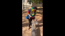 Turkey thinks she’s a pig—Leads parade of potbellies at sanctuary