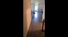 Dog Spins With Joy At Dad Being Home