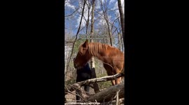 Horse accidentally bites me while trying to teach him a new trick I twist and tried to pull my thumb away from him but end up getting really overwhelmed and I start to cry. Then the horse starts to see as he feels bad for me me  me .Horse accidentally bit