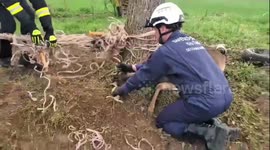 France: Firefighters Rescue Deer Trapped in Electric Fence in Biesheim