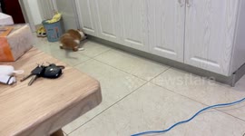 China: Cat’s Secret Hiding Spot