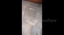 China: Cat steals a container lid with food
