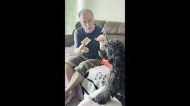 Fluffy Genius: The Playful Life of a Chubby 2-Year-Old Poodle”