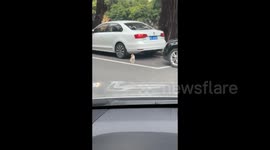 China: Honking to Startle a Cat