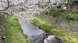 Japan: Cherry Blossoms Reach Full Bloom Across Country