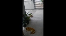 Pet tortoise wakes up sleeping Golden Retriever dog