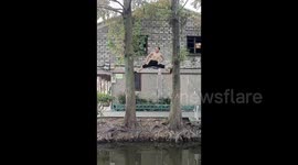Kung fu master shows off incredible strength by climbing trees with legs in splits
