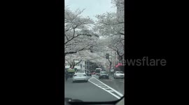 Japan: Cherry Blossoms Reach Full Bloom Across Country 3