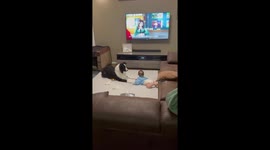 Adorable dog and child interaction in Hokkaido, Japan