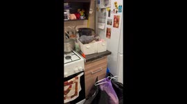 Sphynx cat caught eating cake in Biysk, Russia