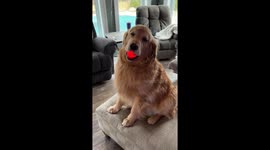 “Mine, mine, mine!” – Corona the Golden can’t let go of the vibrating ball
