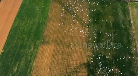 Turkey: DRONE - Pelican migration brings life to central Türkiye lake in spring