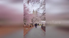 Stunning cherry blossom bloom on show in NYC's Central Park