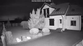 Sneaky Marten Caught Red-Handed on My Balcony!