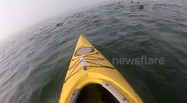 Pelican Point Kayaking Guide Rescues a Seal Pup Trapped in a Blue Overall While in the Water During their Kayak Tour in Namibia