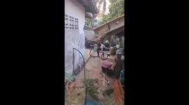 Snake wrangler catches large king cobra with bare hands
