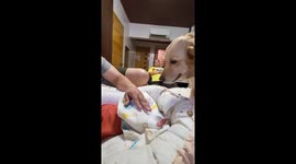 Protective pet dog stops father from tapping baby