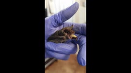 Ben the Mexican free-tailed bat shows off mealworm munching skills