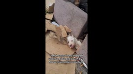 Trapped under a couch for 2 days—Dog's fight to survive