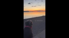 Doggo Disrupts Peaceful Sunset