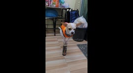 Chihuahua shows off balancing trick standing on top of can