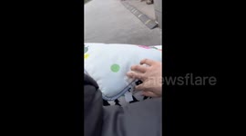 China: An Unexpected Cat