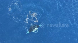 String rays seen from the air as they play close to the sea's surface