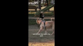 Two tiny dancers steal the show at LA dog park