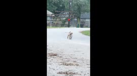 While on the streets of Houston an abandoned puppy approached animal rescuers with nothing but a newspaper.