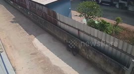 CCTV reveals how mystery line on wall was caused by stray dog