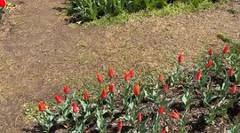 Amazing display of flowers near the Washington Monument in Washington, DC
