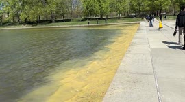Pollen taking over the reflecting pool near the Lincoln Memorial in Washington, DC