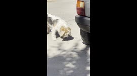 This dog is furious in the middle of the street. The reason? A bee that crossed his path.