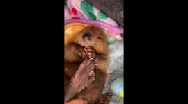 Cypress the Baby Beaver Finds Her Foot