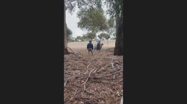 Baaa-d to the bone! Brave toddler's intense but hilarious showdown with sheep