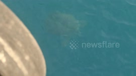 A very rare hawksbill sea turtle (Eretmochelys imbricata) appears on the surface to take oxygen in the sea waters of Batam, which is very uncommon on Batam Island, Riau Islands province, Indonesia, on April 1, 2025. Hawksbill turtles are critically endang
