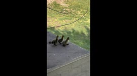 Our 2025 brave goslings jump down to Momma! Momma good builds her nest in an abandoned planter outside my second story office building. Eggs were laid March 11, 2025. Eggs hatched April 6, 2025. Momma and goslings leave the nest on April 8, 2025 so Momma