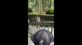 Monkey slides backwards down handrail in hilarious fashion