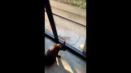 Cat stares at monitor lizard through glass door