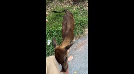 Calf follows tourist as she walks through park in Thailand