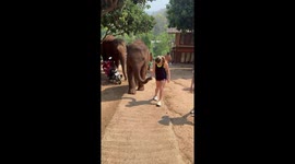 Tourist leads elephant by the trunk for a walk along path