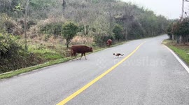 Cow scares away cat on country road in China