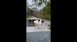 Two dogs have a funny moment on a boat in Rondônia, Brazil