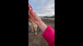 Horse gets eye treatment in Dubiecko, Poland