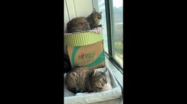 Cats cramp up in sync after spotting something outside in Shanghai, China