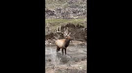 Duo manage to save elk with antlers tightly entangled in barbed wire