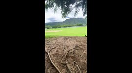 Boy gets launched into the air by tree branch in Cairns, Australia