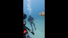 Curious fish swims up for a close-up during dive in Baja California Sur, Mexico